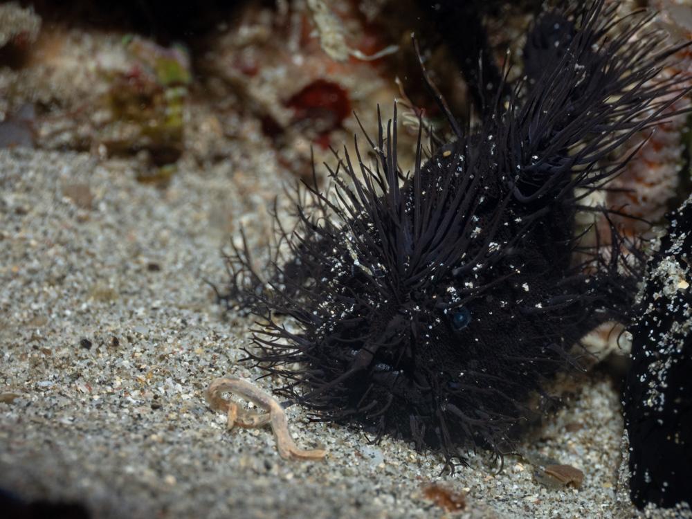 black hairy frogfish