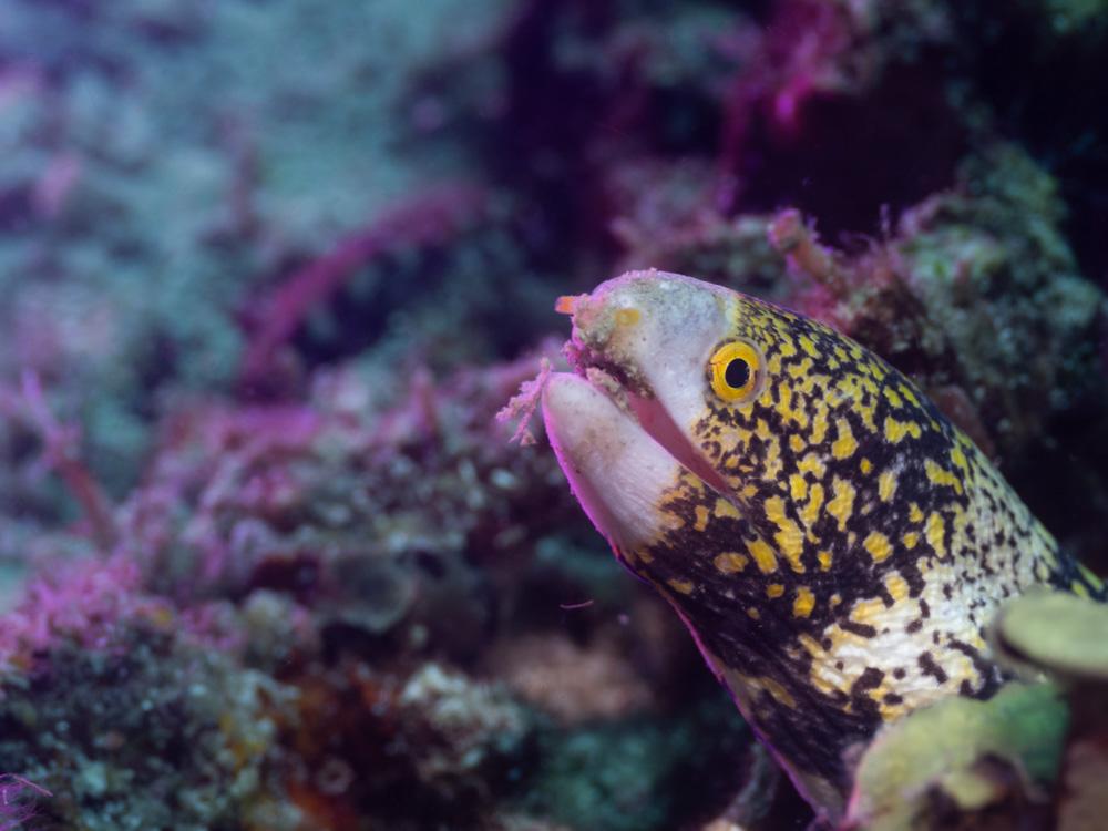 eel
