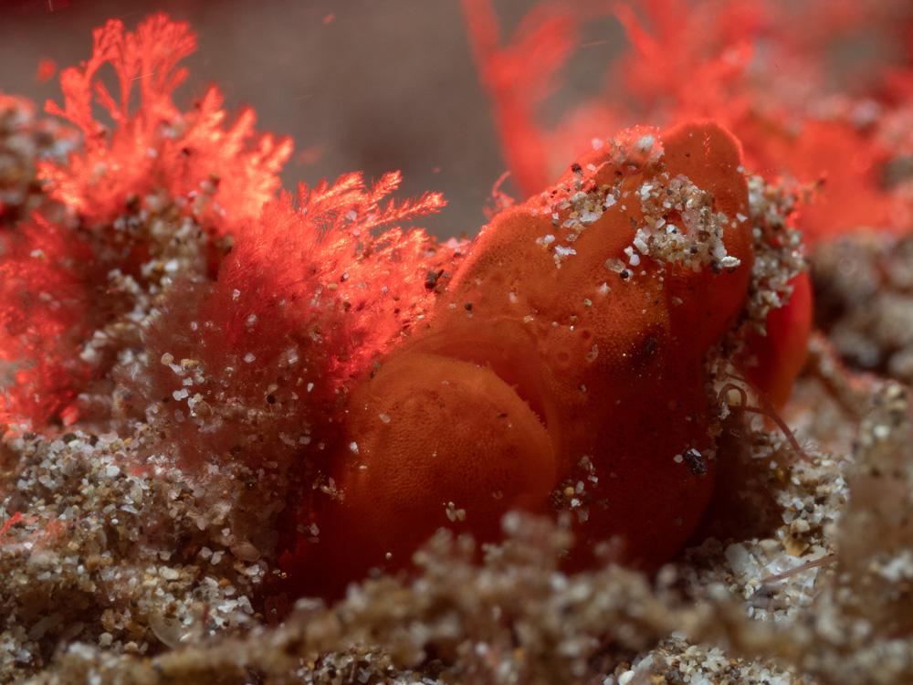 orange frogfish