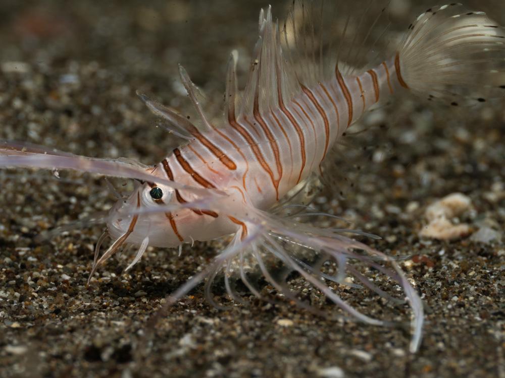 juvenile lionfish