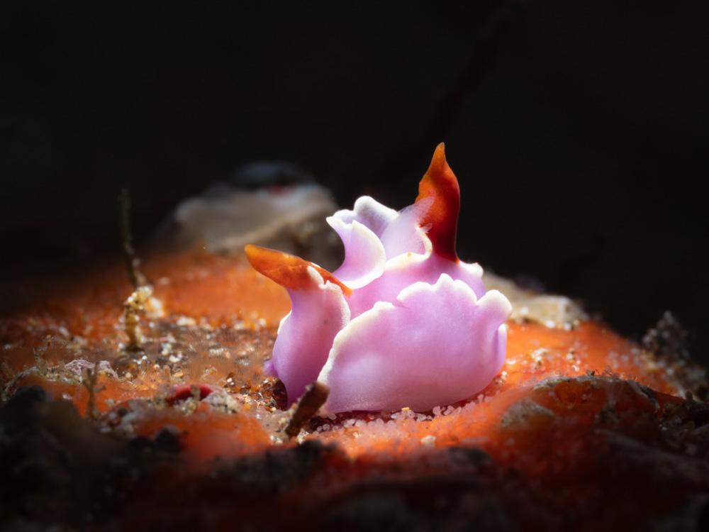 ornate batwing slug