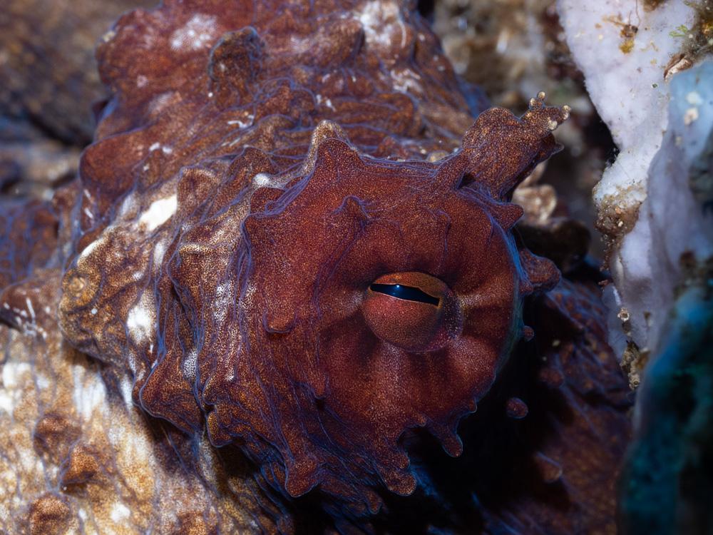 octopus eye