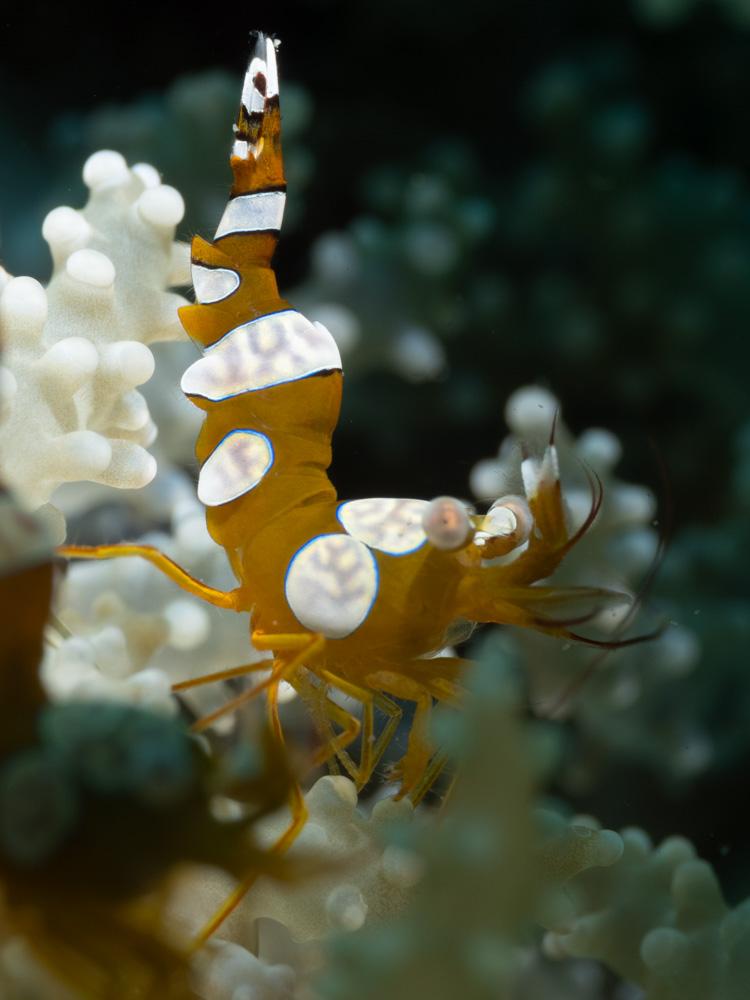 sexy sexy shrimp