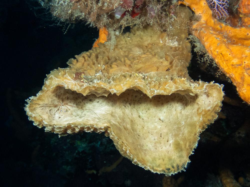 Arrow crab inside a sponge