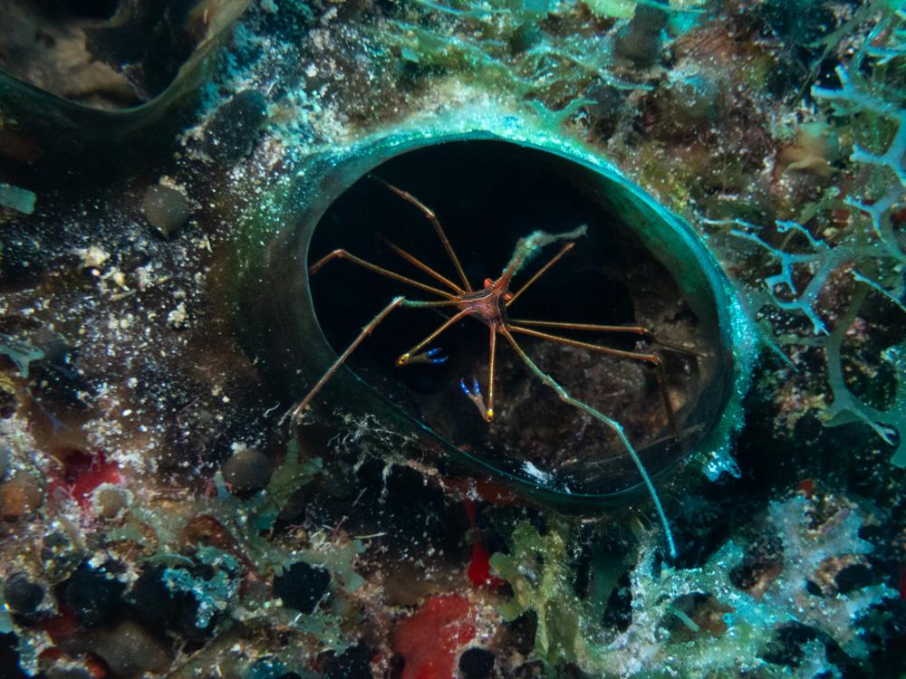 Arrow crab inside a sponge