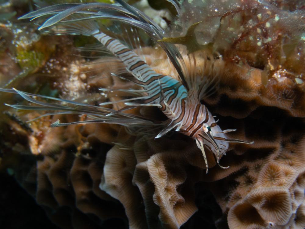 Juvenile lion fish