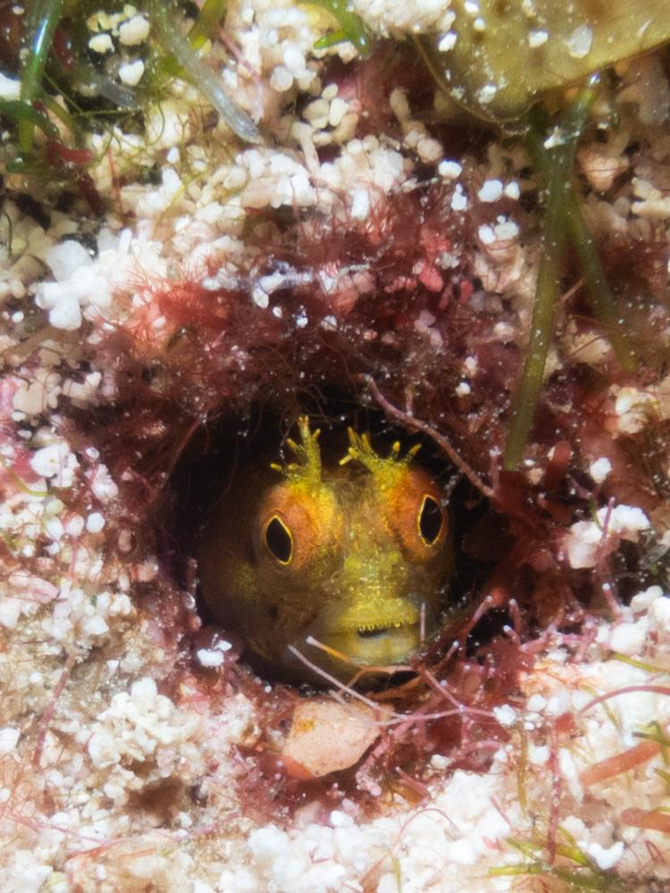 yellow blenny