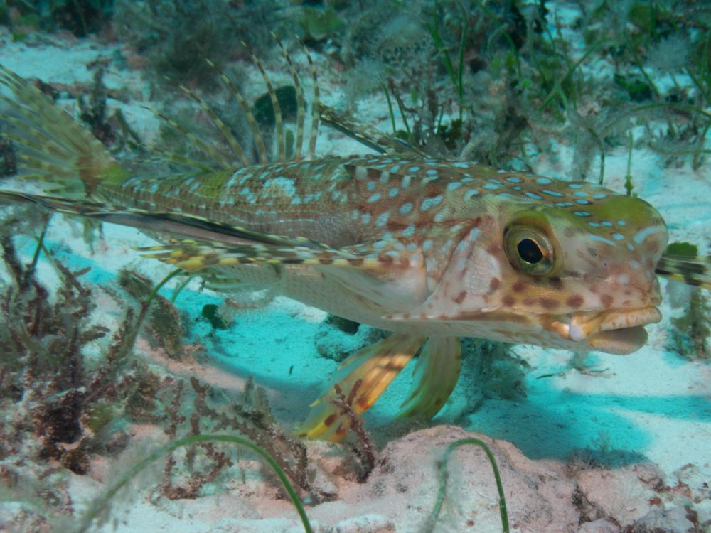 Flying gurnard