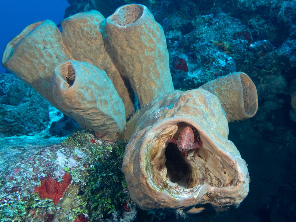 Fish inside a sponge