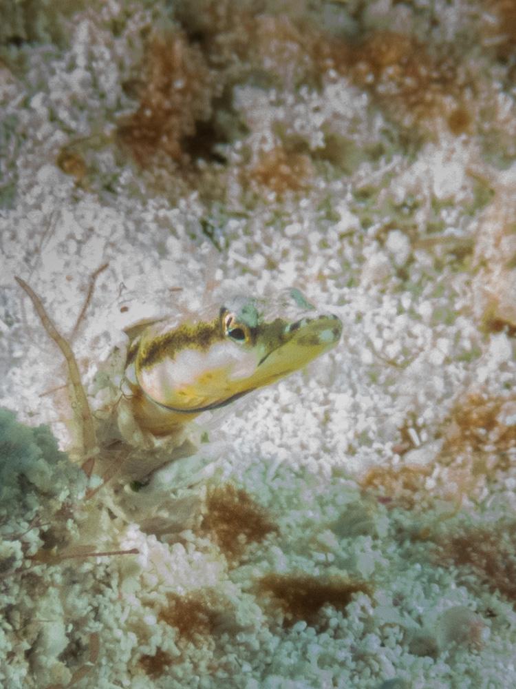 pike blenny