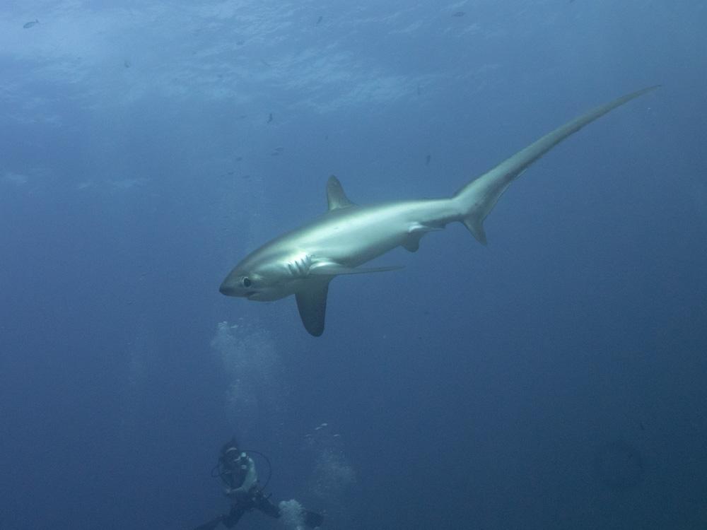 thresher shark with diver watching