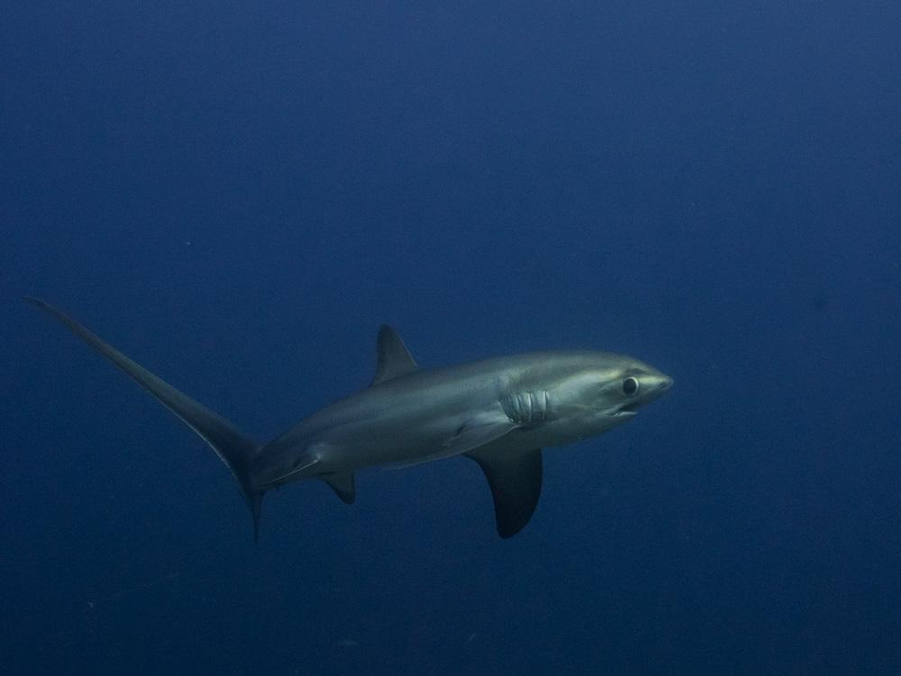 thresher shark