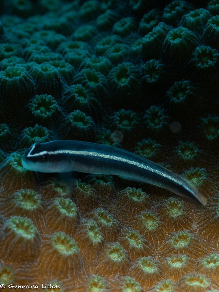 goby on coral