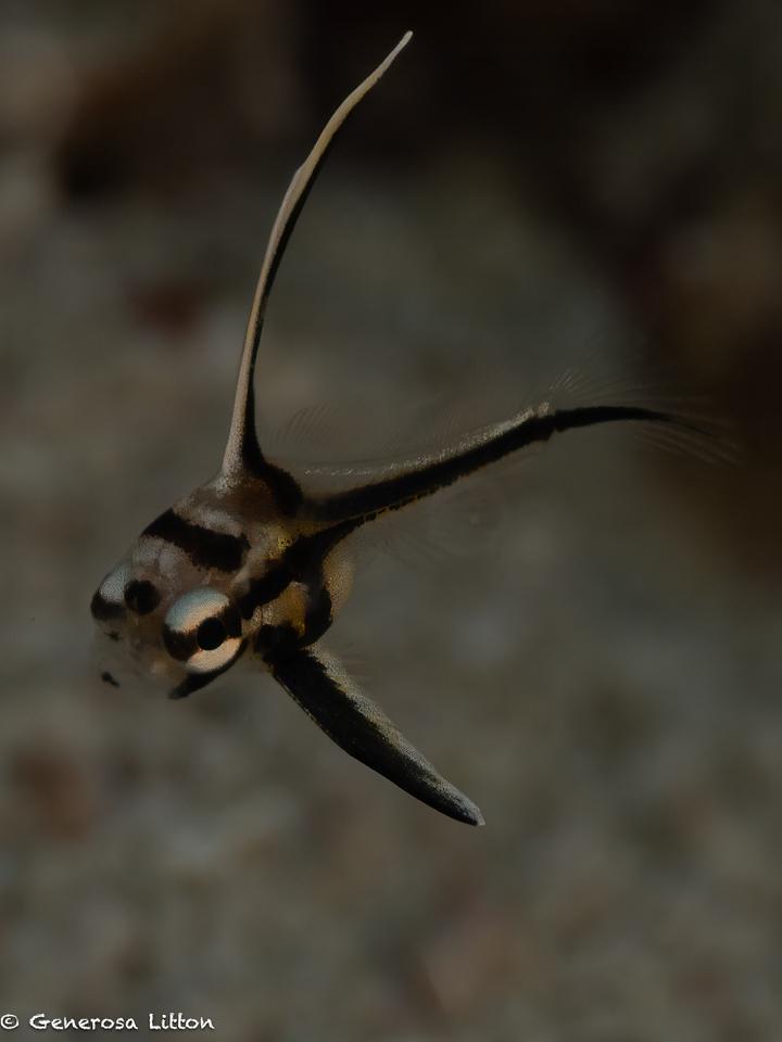 juvenile hi-hat fish