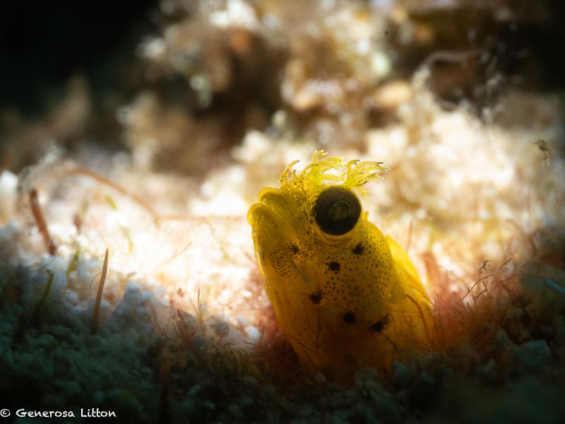 yellow blenny