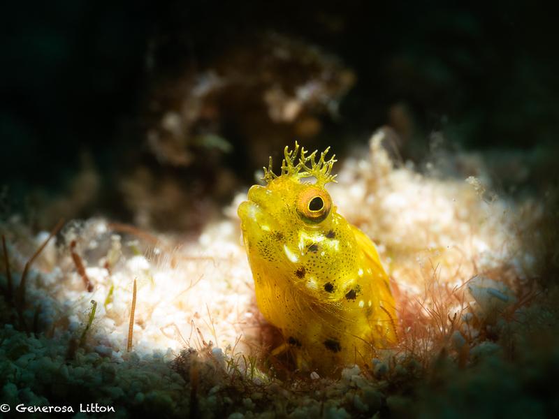 yellow blenny