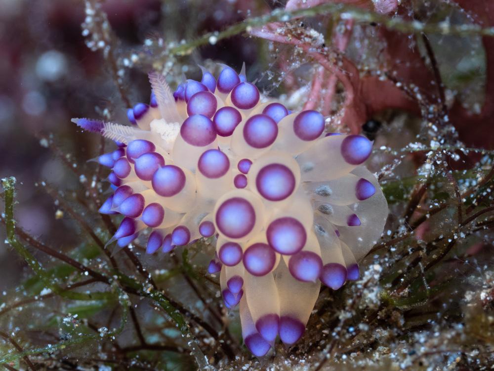 Purple nudibranch