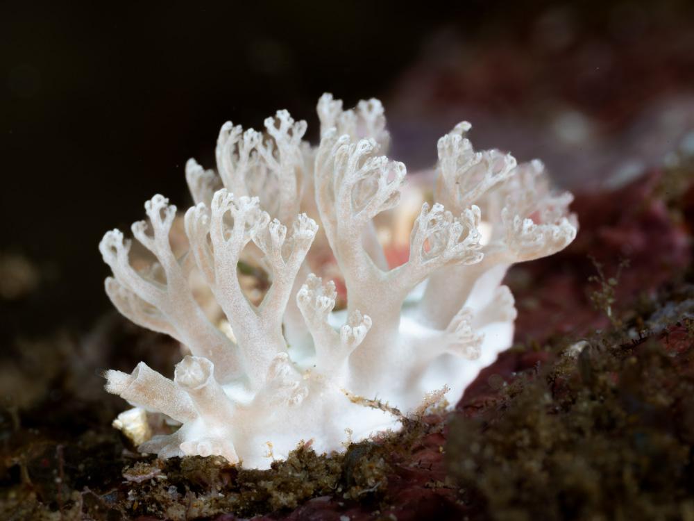 white nudibranch