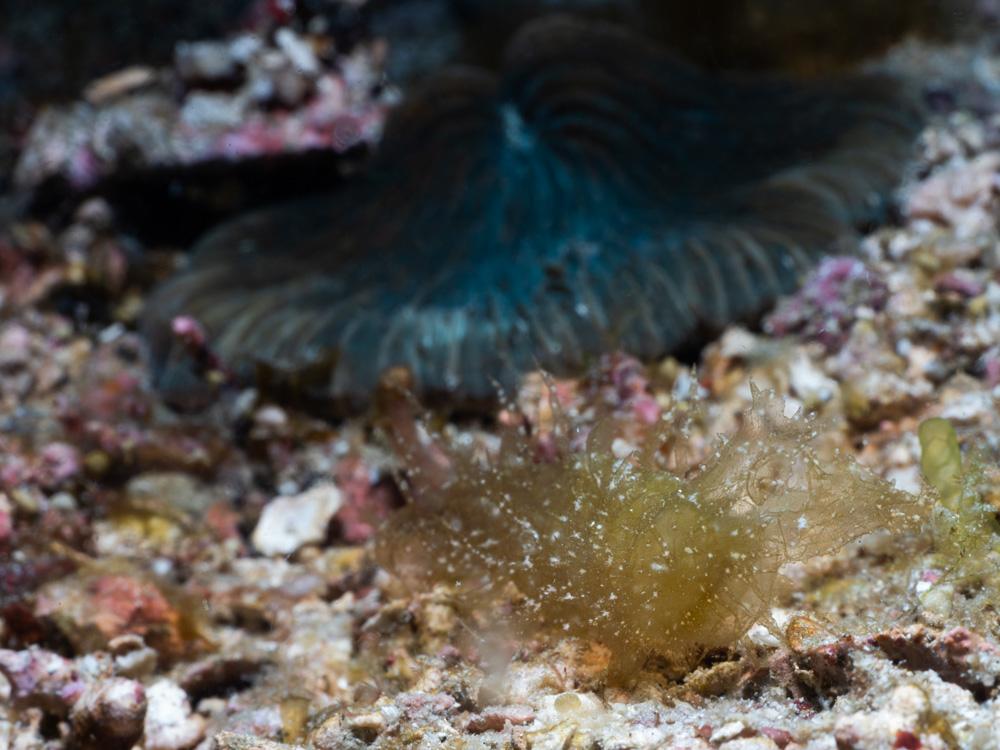 white nudibranch