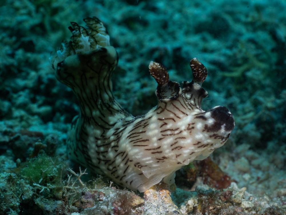 jorunna rubescens nubidbranch