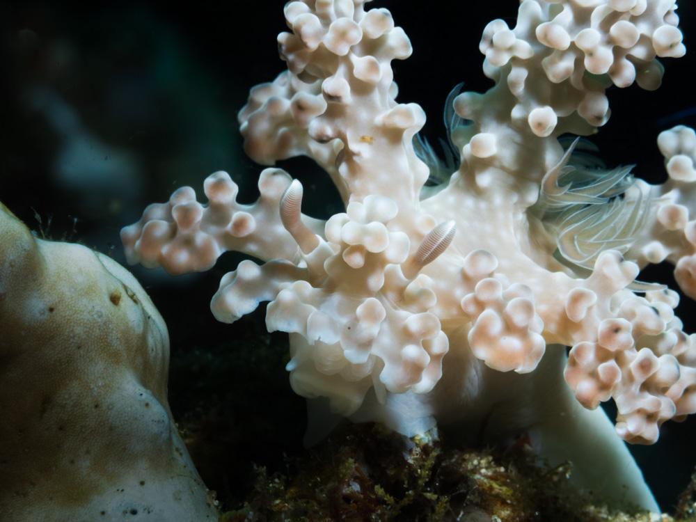 cream colored miamira aleni nubidbranch